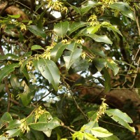 Diospyros oocarpa Thwaites